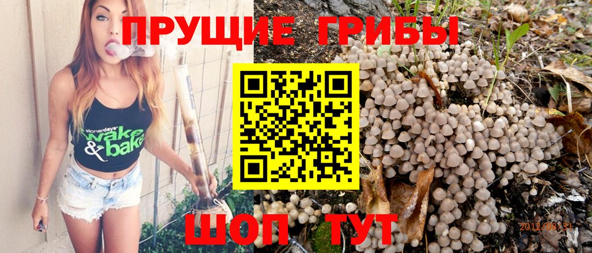 Псилоцибиновые грибы мицелий Будённовск